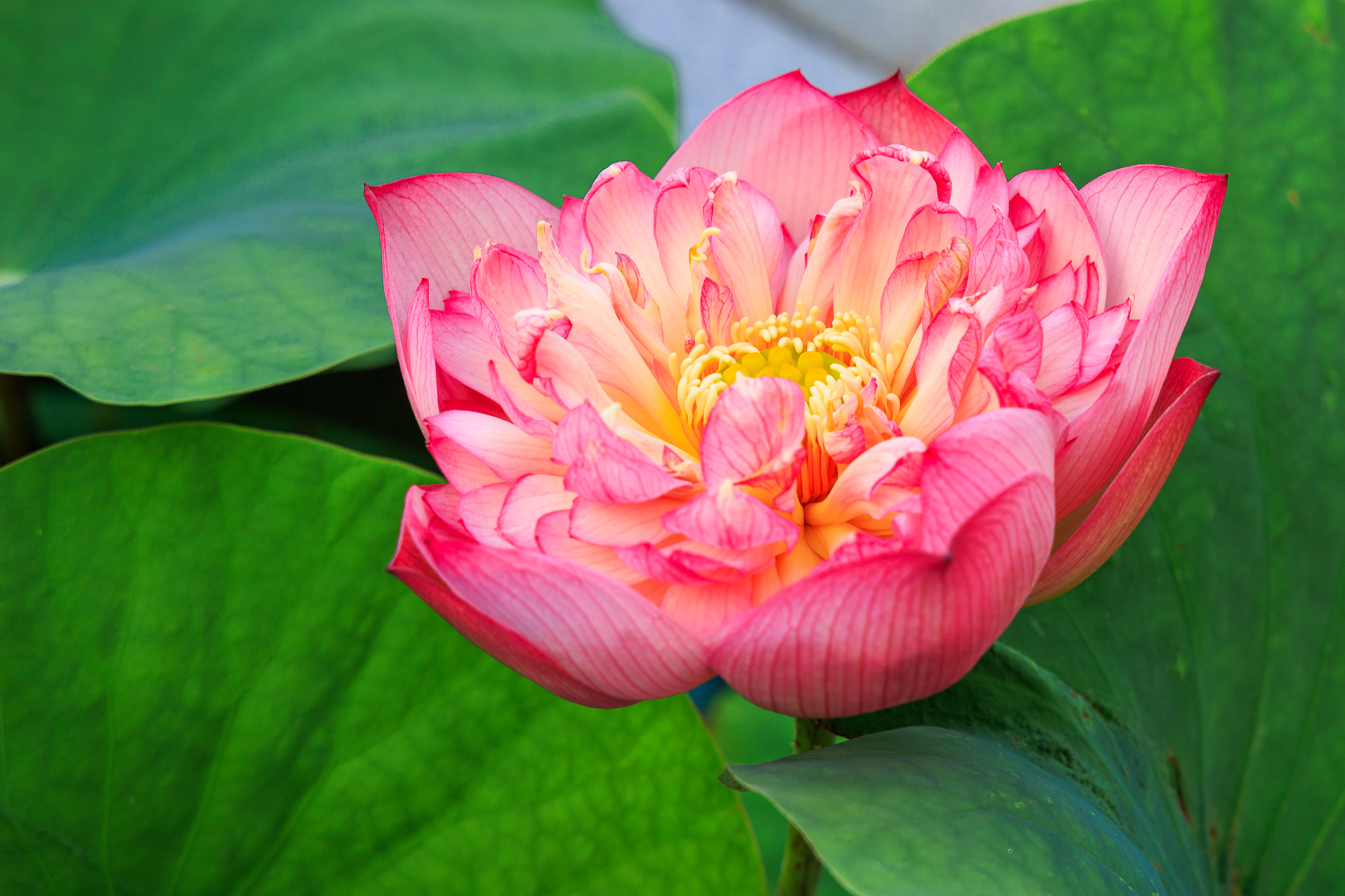 Lotusblüte